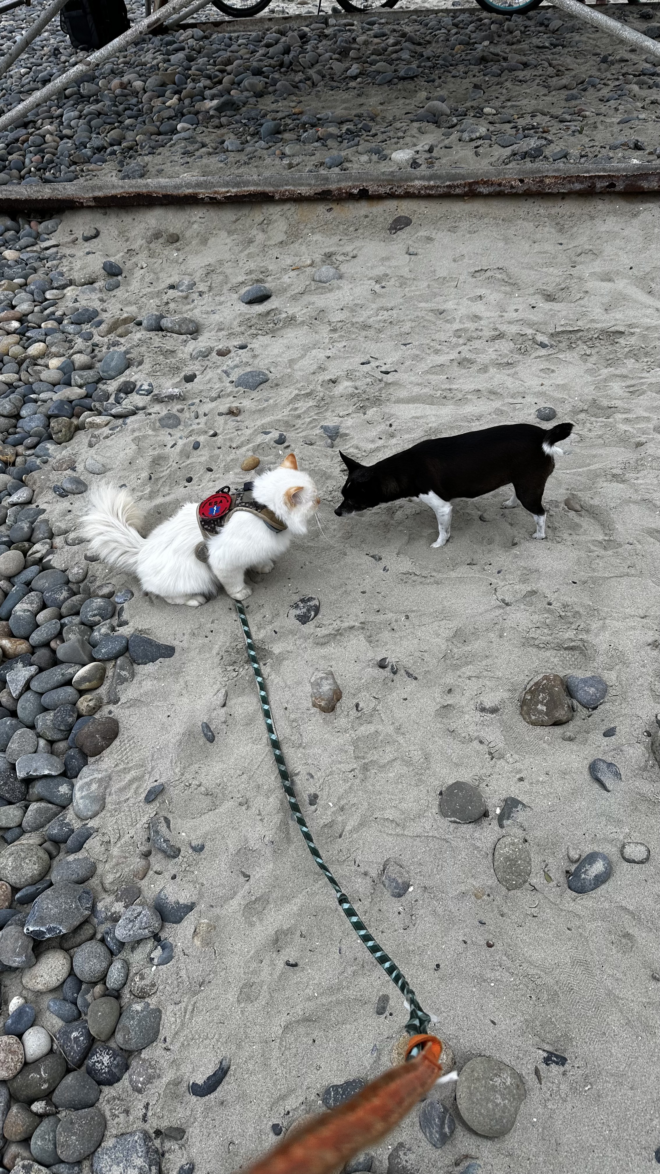 Phoenix Meets Dog