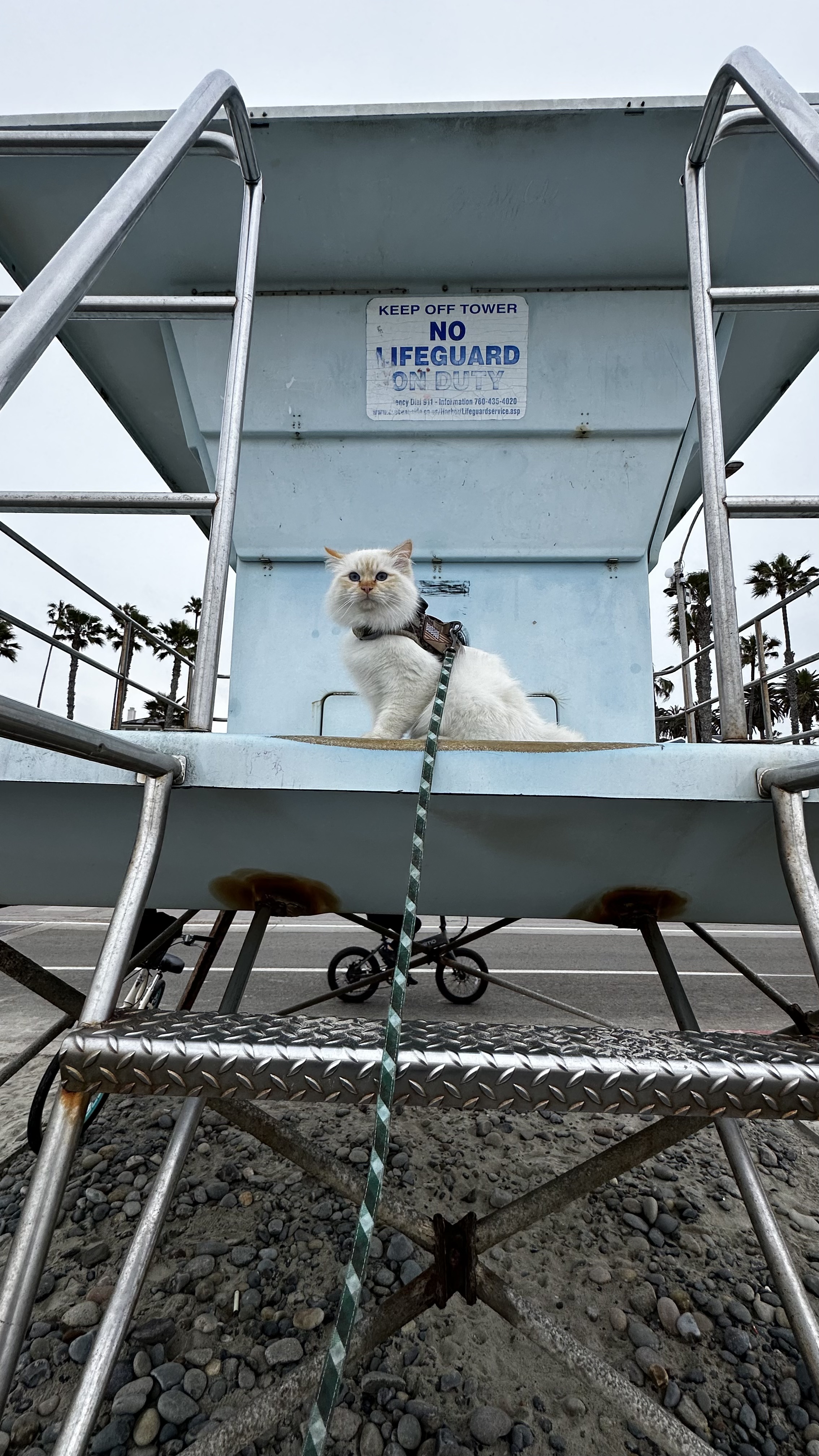 Phoenix Lifeguard